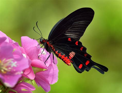 Pink Rose Butterfly (Atrophaneura kotzebuea) feeding on Do… | Flickr