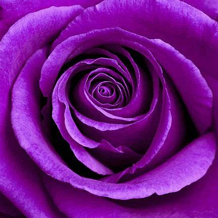 Purple Roze Painting & Photography