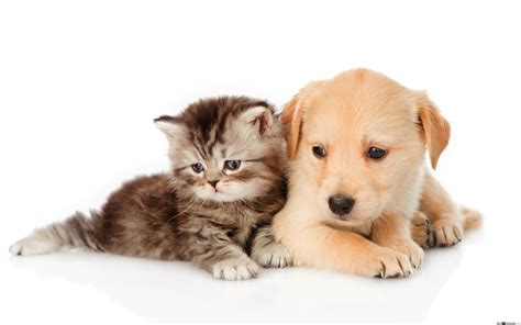 Cats And Dog Wallpapers - Wallpaper Cave