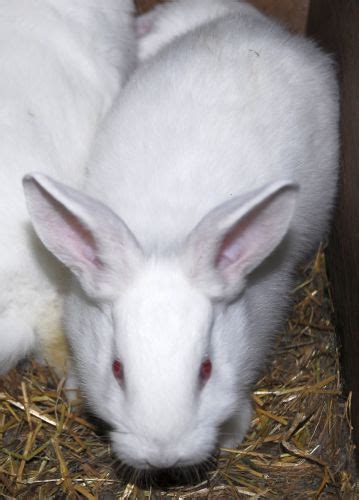 rabbit ear mites treatment