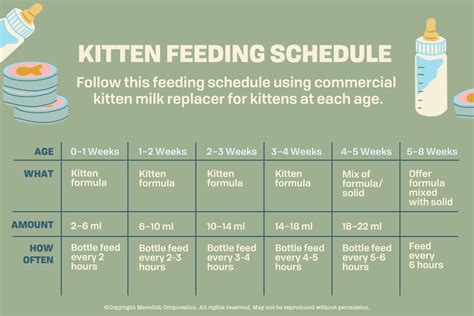 4 6 Week Old Kitten Care / How Long Can Newborn Kittens Survive Without Their Mother All About ...