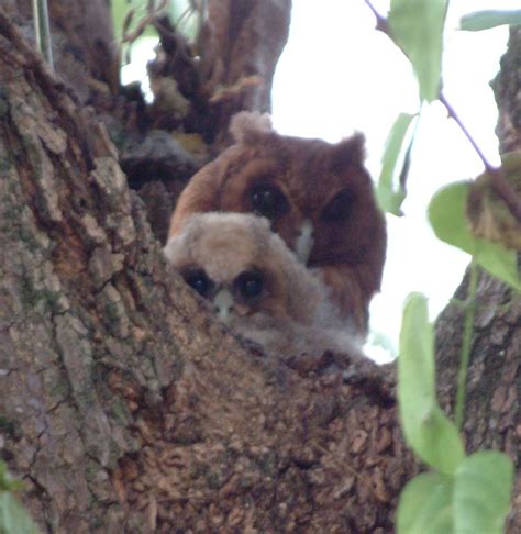 Jamaican Owl / Asio grammicus photo call and song