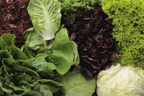 Growing Organic Lettuce - The Complete Guide