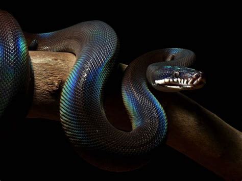 White Lipped Python | Animals | Pinterest | Beautiful, Colors and Python