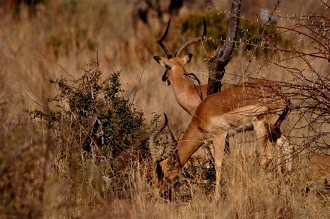 LittleThingies: Pilanesberg Wild Animal Photo Shoot