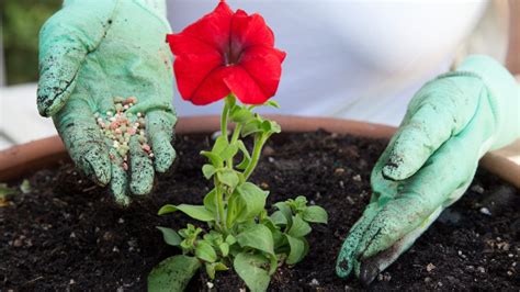 Petunia Fertilizer Guide: Everything You Need To Know | Gardening Know How