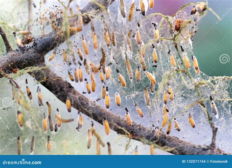 Colony of Moth Larvae Closeup in the Web on Tree Arkivfoto - Bild av buffoon, växt: 132071744