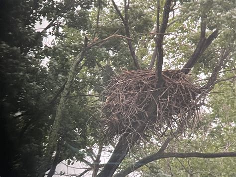 2021 Bald Eagle Nesting Updates - 1000 Islands Environmental Center