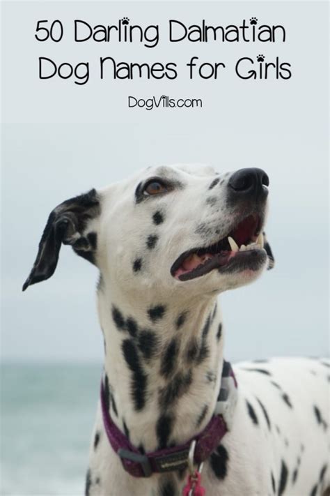 100 Absolutely Darling Dalmatian Dog Names - DogVills