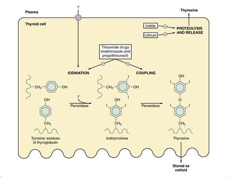 Jod-Basedow effect & Wolff-Chaikoff effect : 네이버 블로그