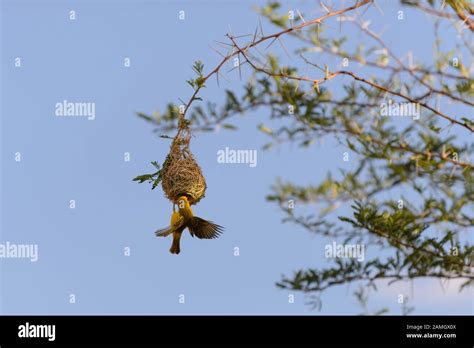 Weaver bird in the nest Stock Photo - Alamy