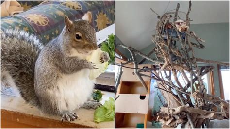 Woman Builds Giant Tree House for the Squirrel She Rescued as a Baby ...