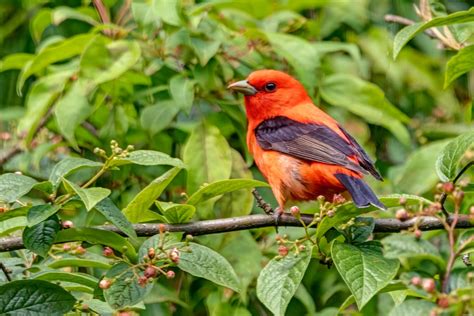 What Do Tanagers Sound Like? Scarlet Tanager Song & Summer Tanager Song