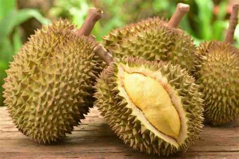 Cara Menanam dan Merawat Pohon Durian Bawor Agar Cepat Berbuah - PT ...