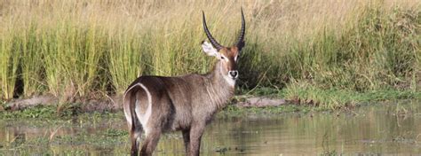 The Waterbuck | Wildlife Guide