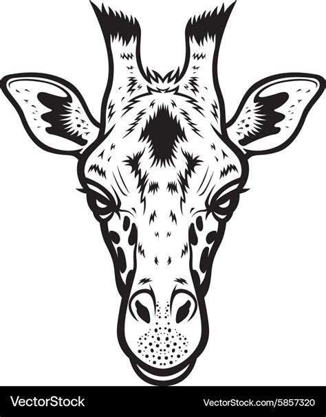 Giraffe Head BW Royalty Free Vector Image - VectorStock