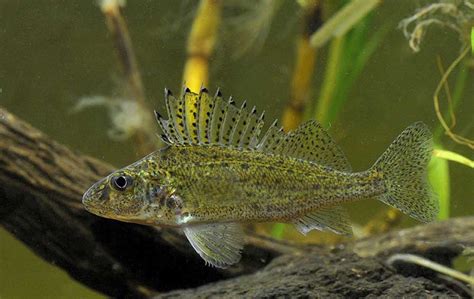 Ruffe - Alberta Invasive Species Council