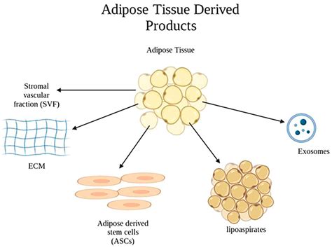 Application of Adipose-Tissue Derived Products for Burn Wound Healing