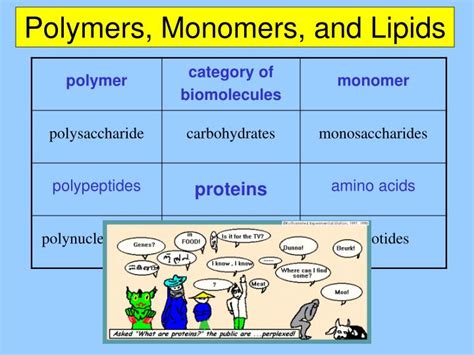 [DIAGRAM] Diagram Of Monomer For Lipids - MYDIAGRAM.ONLINE