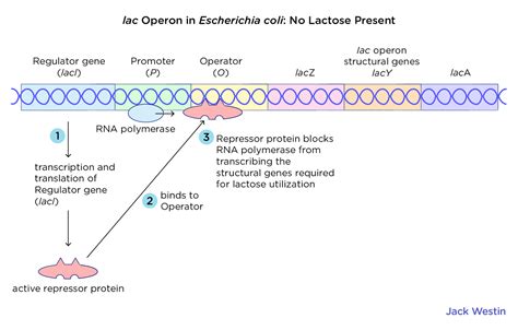 Operon Concept Jacob Monod Model - Control Of Gene Expression In ...