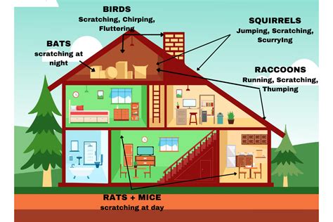 Hear Noise in the Attic - What Should I do? | Pestcheck Services Limited