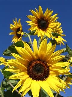 Sunflowers on Blue Sky. Free Stock Photo | Sunflowers on Blu… | Flickr