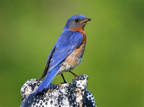 Eastern Bluebird - NestWatch