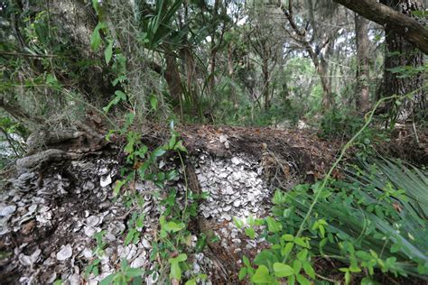 Shell Middens | Florida State Parks