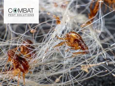 Pest Control Solution in Berkshire, Oxfordshire and Hampshire