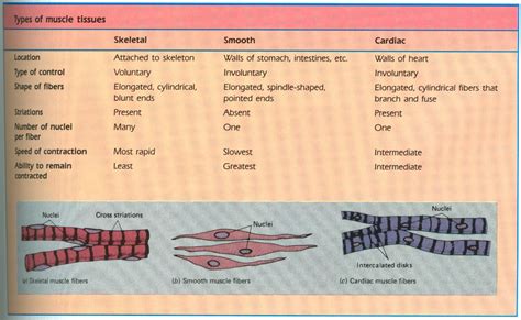 Types of muscle tissue Teaching Middle School Science, Science Teaching ...