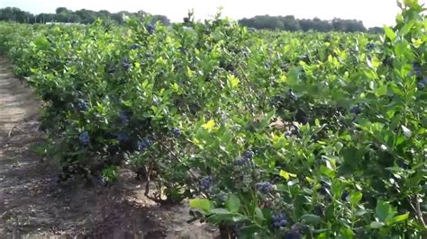 Blueberry Bushes - Hammonton, NJ Blueberry Farms - YouTube