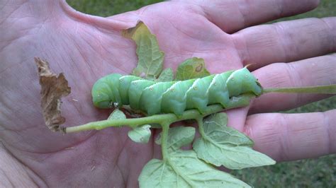 Connecticut Garden Journal: Attack of the Tomato Hornworms | Connecticut Public