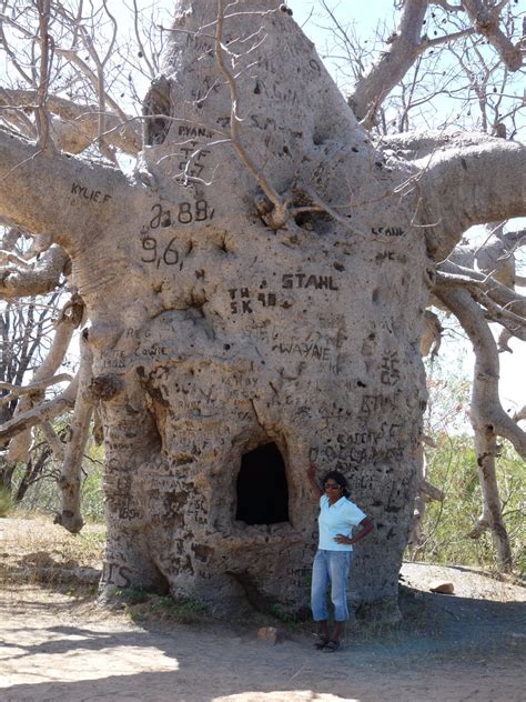 Garry and Rani Appleby: Prison Boab Tree (located near Wyndham, WA)