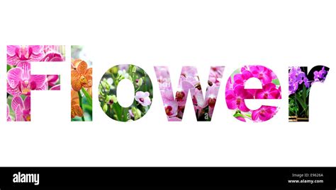 word flower on white background Stock Photo - Alamy
