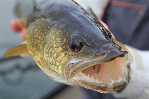 Read All About Why Lake Erie Should Be Your Next Destination For Walleye Fishing | WAYPOINT TV