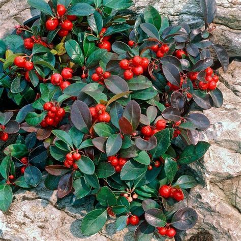 Wintergreen Plants - Garden Plant