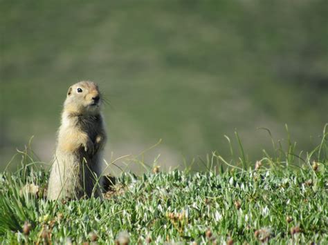 Wildlife of Denali National Park, Part 2 – Wildlife Leadership Academy