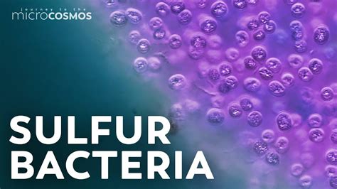 The Purple Bacteria That Are Afraid of Oxygen - YouTube