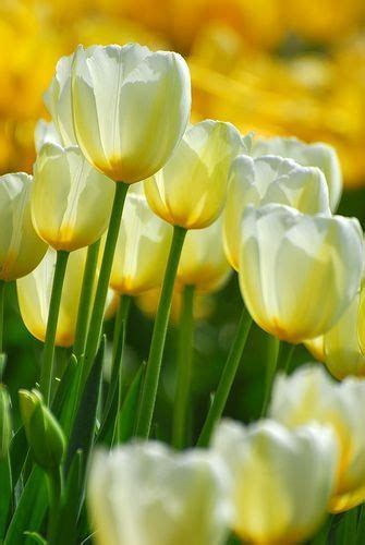 White & Yellow Tulips | Tulips, Amazing flowers, Beautiful flowers