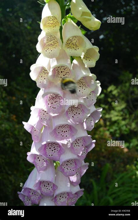 National Trust Wales Stock Photo - Alamy