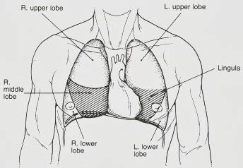 Absorb Medicine: Lingula of the Left Lung