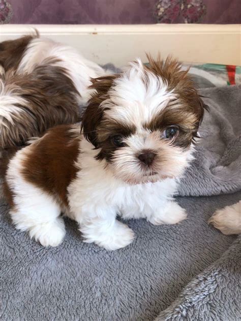 Imperial Shih tzu puppies | in Broadstone, Dorset | Gumtree