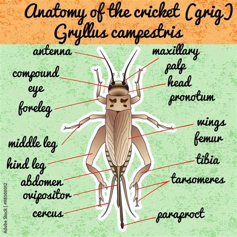 Insect anatomy. Sticker cricket. grig. Gryllus campestris. Sketch of ...