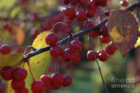 Sargent Crabapple Photograph by Kathy Carlson - Fine Art America