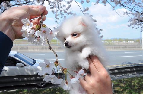 Puppy seeing cherry blossoms for the first time goes to HEAVEN - Koreaboo