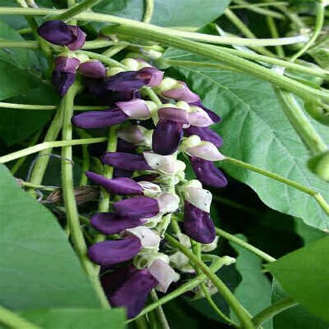 Kaunch Seeds Buy Kaunch Seeds in Neemuch Madhya Pradesh India from The ...