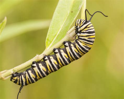 Monarch Butterfly Facts, Pictures & Video: Find Out About The Lifestyle & World-Famous Migration ...