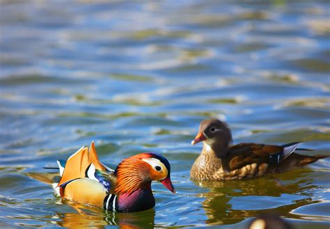 mandarin, Duck, Bird, Ducks, 53 Wallpapers HD / Desktop and Mobile ...