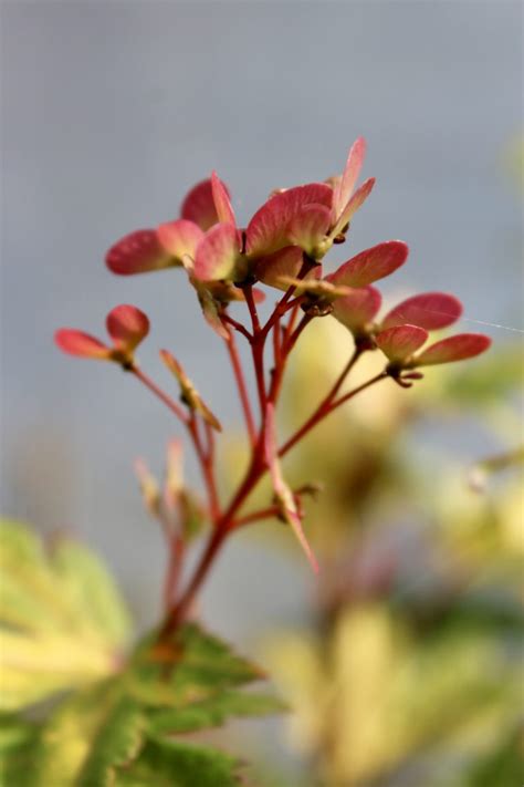 Japanese Maple Seeds - Mendocino Maples Nursery