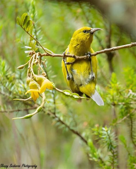 Hawaii Bird ʻamakihi Bird Photography Maui Bird Nature - Etsy